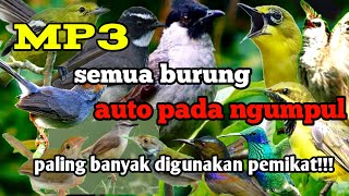 Suara pikat semua jenis burung//mp3 paling jitu dan banyak pemikat menggunakan suara ini!!