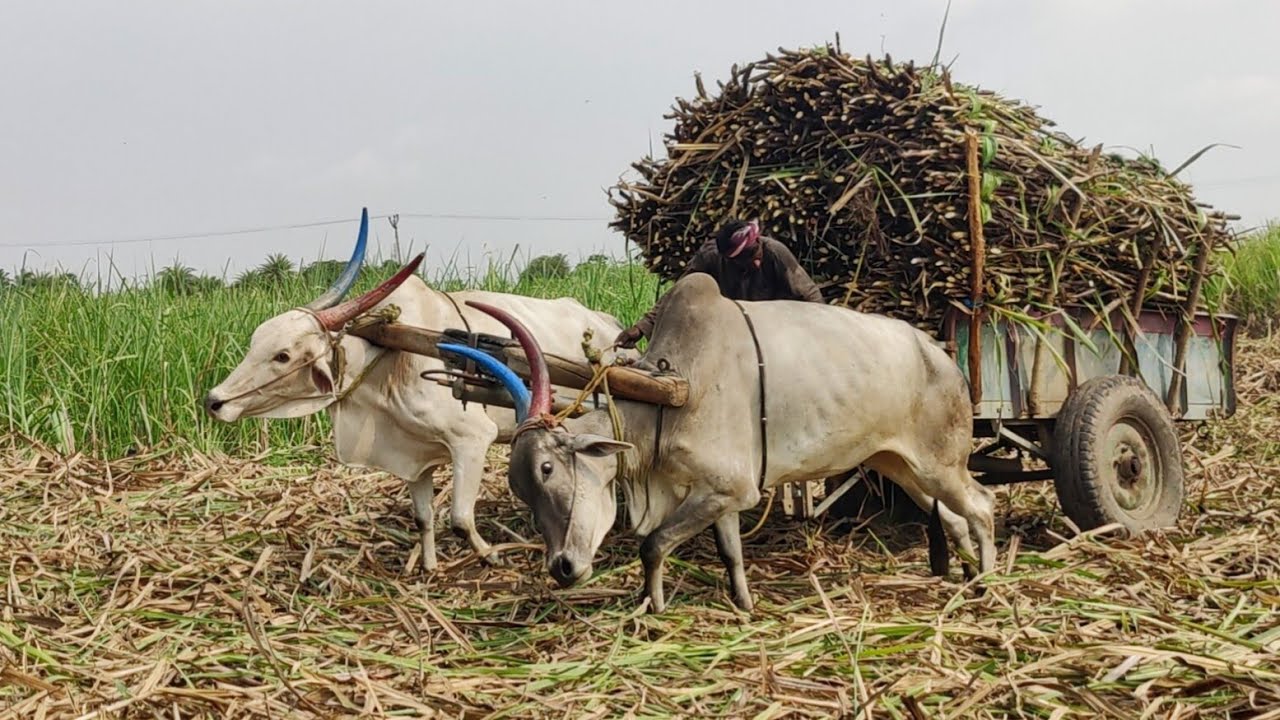 New Young Bullock Cart Heavy Mud Ride | Indian Young Bullock Stuck