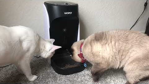 WOPET Automatic Pet Feeder Full Review