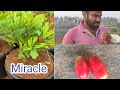 Miracle Fruit plant || Famous and costly plant || Review from Customer