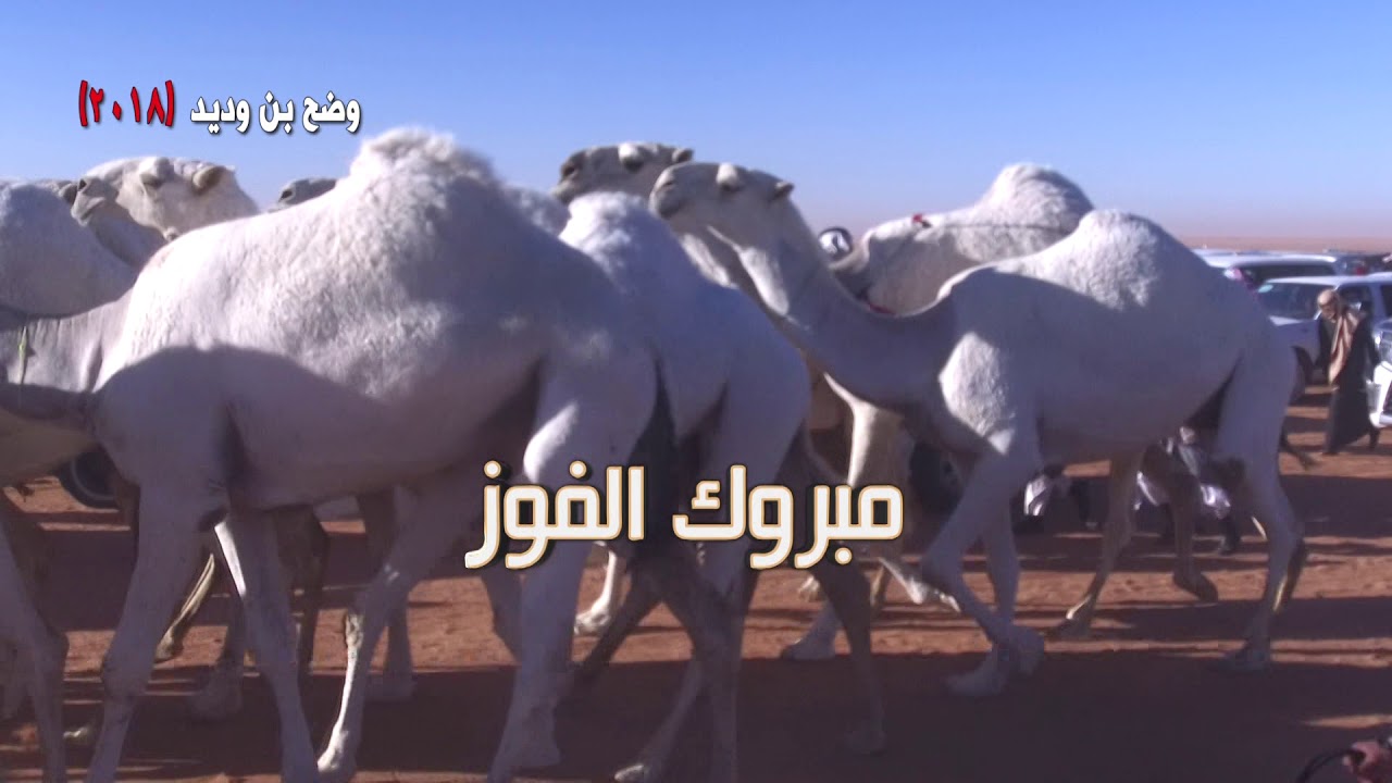 منقية بادي بن وديد المرشدي العتيبي   المركز الاول