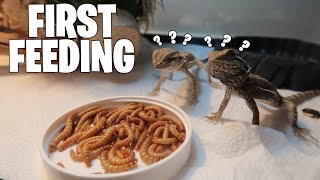 Feeding Baby Bearded Dragons for the First Time!!