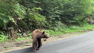 Transfagarasan 30.08.2023 ursuleti cu tupeu