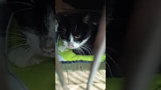 YENİ DOĞAN ÜNİTESİ YAPTIM 🤗 KORSAN VE YAVRULARININ YENİ YUVASI