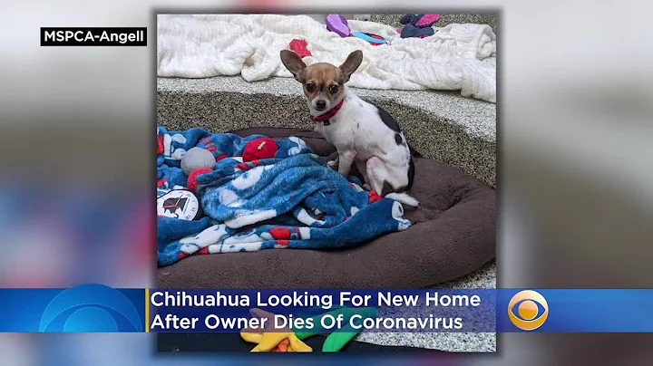 Chihuahua Looking For New Home After Owner Dies Of Coronavirus