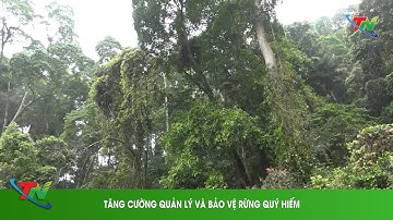 Tăng cường quản lý và bảo vệ rừng quý hiếm