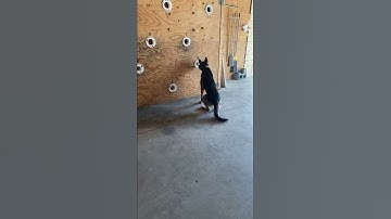 GI K9 - Detection Training