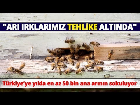 Video: Sardunya balı yok olma tehlikesiyle karşı karşıya: arıcıların kampanyası