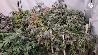 Soillife420 - It smells so good in here LET'S GO GOLIATH GROWER #TNBNATURALS #marshydro #teamtnb