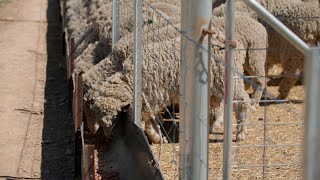 Fundamentals of confinement feeding