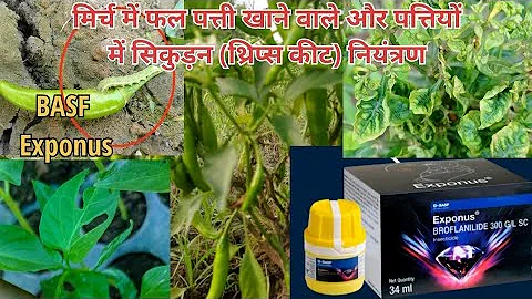 Exponus basf dose Chilli thrips मिर्च में पत्ती खाने वाले कीट Broflanilide @tacagri