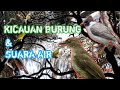 Kombinasi Suara Kicauan Burung Dan Suara Air Di Alam Bebas Mp3 - Mp4 Download