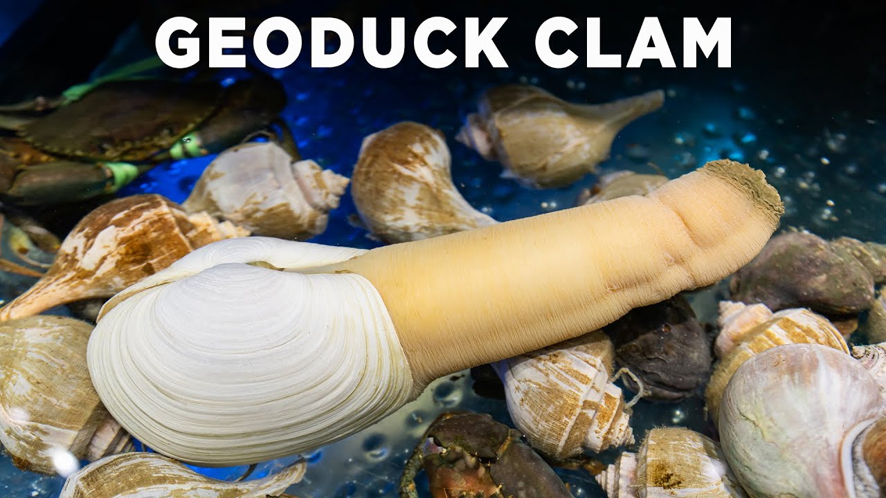 geo duck benefits geo duck benefits