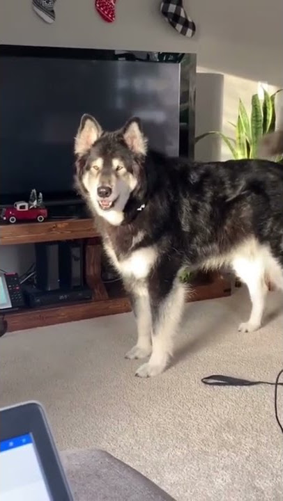 Alaskan Malamute says Unbelievable!