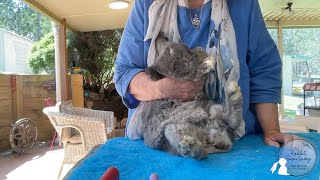 Removing matting under a rabbit tail