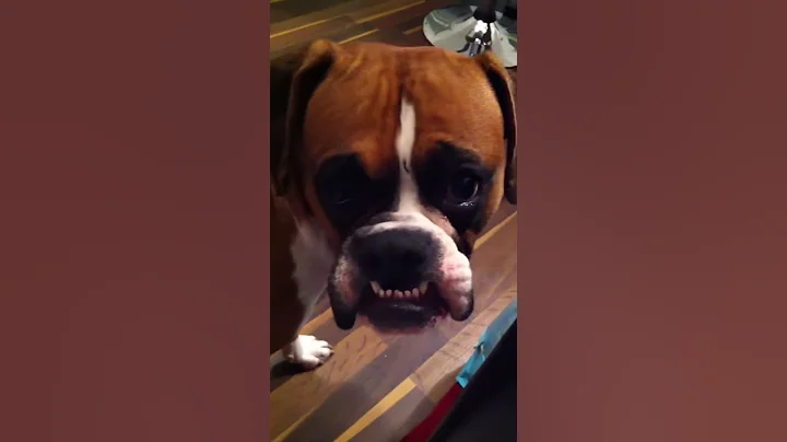 Boxer Dog Teeth funny