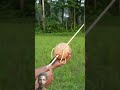 Coconut Creations With New Coconut Slingshots #Slingshots #Diy #Coconut #Bambooart
