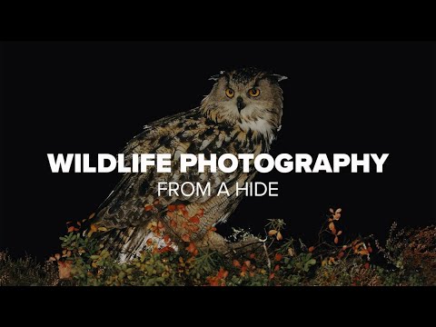 Video: Hawk Owl: kirjeldus ja foto