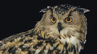 Filming Eagle Owl From A Hide In Finland