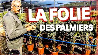 La folie des palmiers