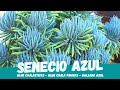 Senecio azul -  Blue Chalksticks