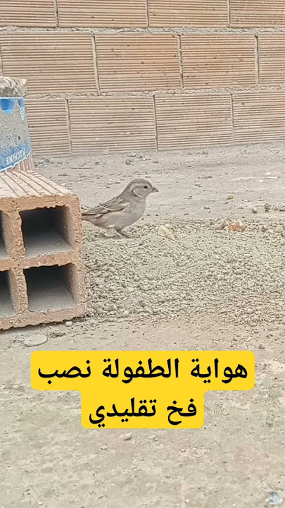 الطريقة الصحيحة لنصب فخ تقليدي الطعم كسرة لصيد العصافير