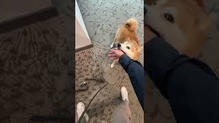 Shiba Has Infinite Energy