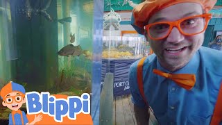 À la découverte des animaux sousmarins avec Blippi | Les Enfants Apprennent Le Français