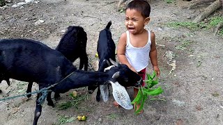 Baby and baby goats,goat video for kids Resimi