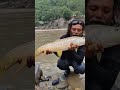 Releasing Golden Mahseer back to its home #fishing #mancing #pesca #goldenmahseer #mahseer
