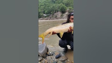 Releasing Golden Mahseer back to its home #fishing #mancing #pesca #goldenmahseer #mahseer