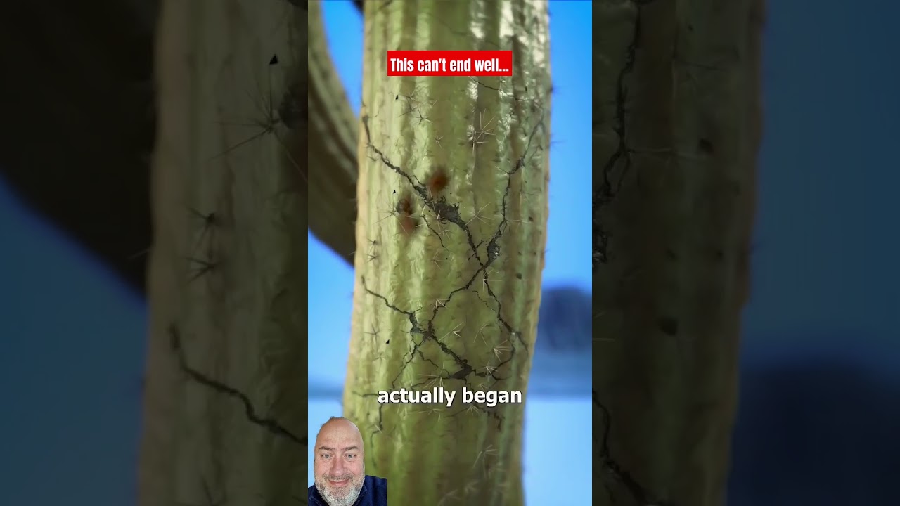 Don't Shoot A Cactus 😵 