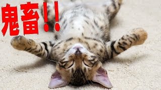 可愛い猫が主役なのに残酷すぎる鬼畜ゲームで壊れた - 実況プレイ