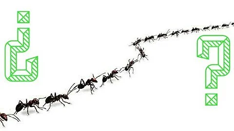 ¿Por qué las hormigas se tocan al pasar?