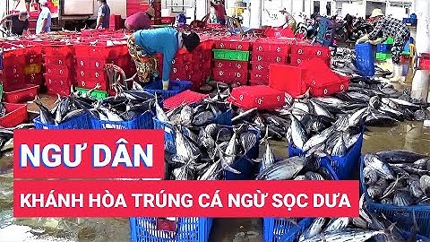 Ngư dân Khánh Hòa trúng cá ngừ sọc dưa