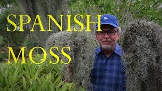 HOW TO GROW SPANISH MOSS | Tropical plants