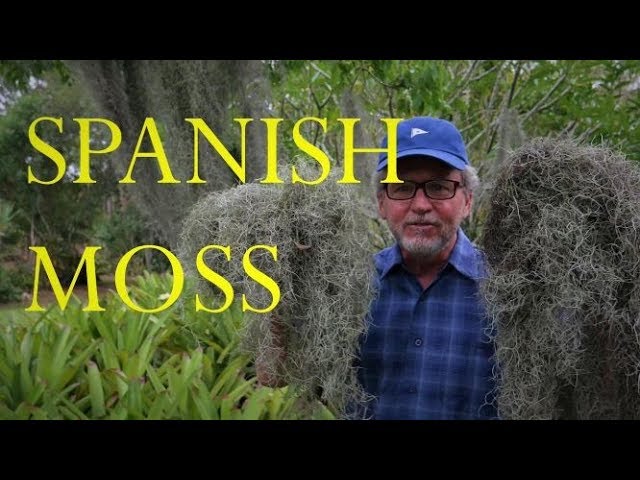 HOW TO GROW SPANISH MOSS  Tropical plants 