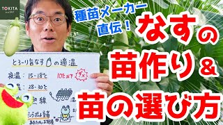 【家庭菜園】種苗メーカー直伝！ナスの苗作りのコツ【トキタ種苗】