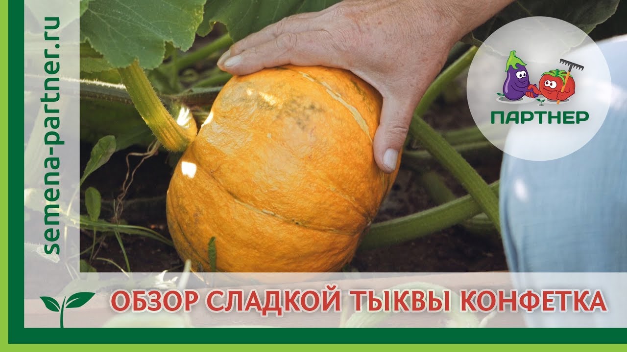 Обзор сладкой тыквы Конфетка