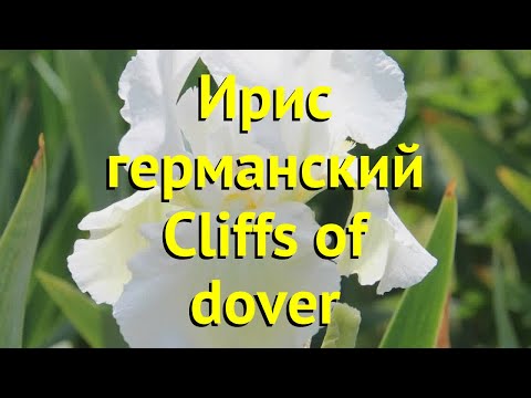 Ирис германский Клифс