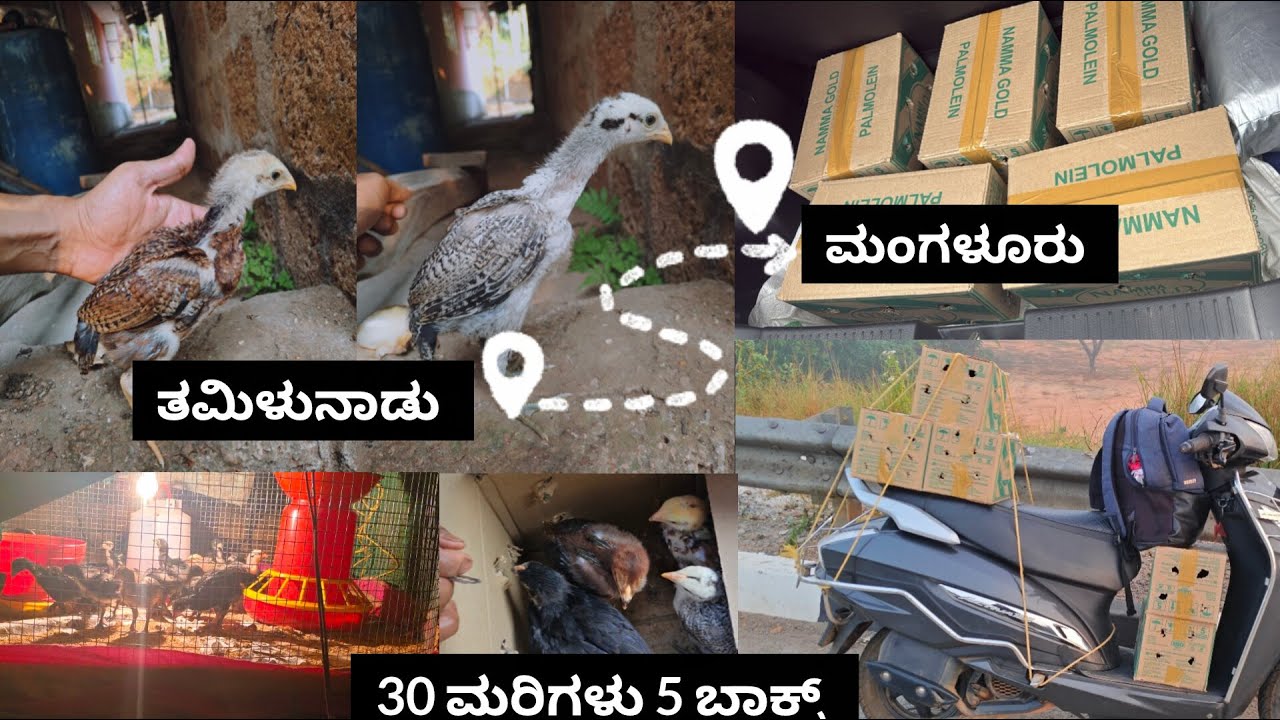 ತಮಿಳುನಾಡಿನಿಂದ ಮಂಗಳೂರಿಗೆ 30 ಸೇಲಂ ಕೋಳಿ ಮರಿಗಳು 🐥 | ಸಂಪೂರ್ಣ ಪ್ರಕ್ರಿಯೆ