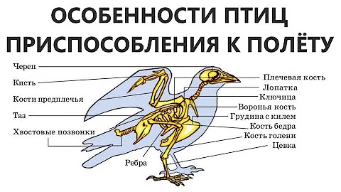 Особенности птиц - приспособления к полёту