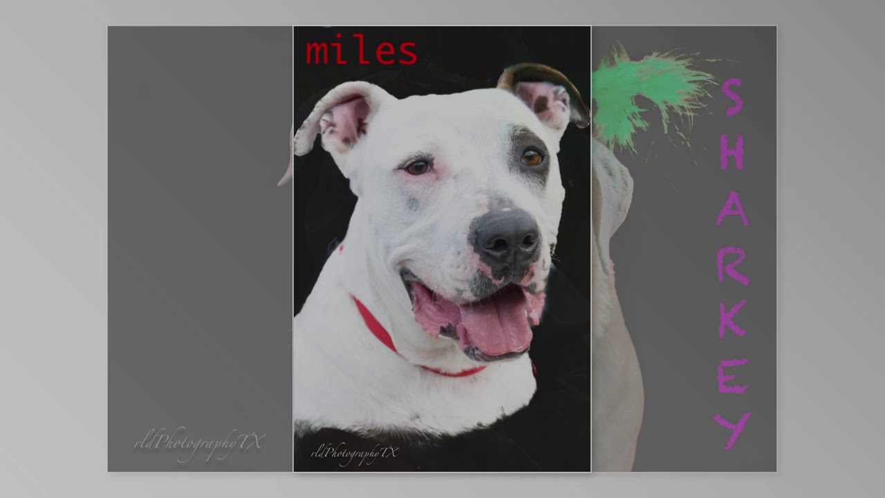 Dallas DogRRR Rescue.Rehab.Reform YouTube