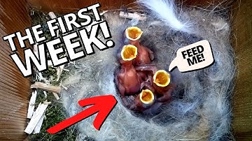 The First Week of a Baby Birds Life - What Really Happens