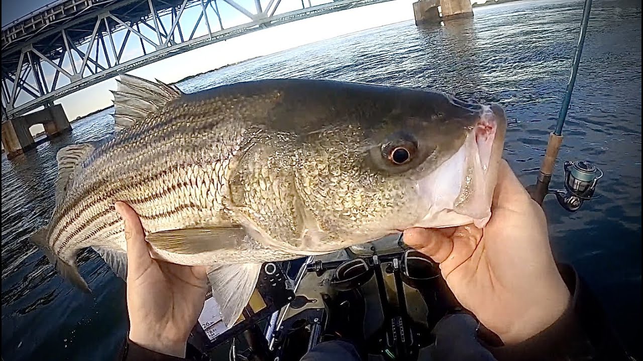 Early Fall Striped Bass + Bridge Fishing with Crabs, Brooklyn NY YouTube