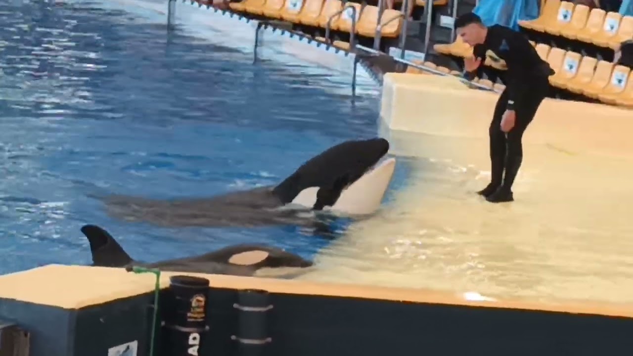 Лоро-парк. Касатка с малышом.