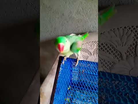 Bolne Bala Tota Parrot Birds Talkingparrot Cute Pets Talkingparot