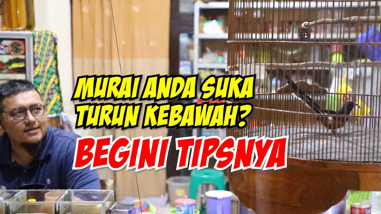 Karpet Sangkar Lengket Jaminan Murai Gak Turun Saat Lomba