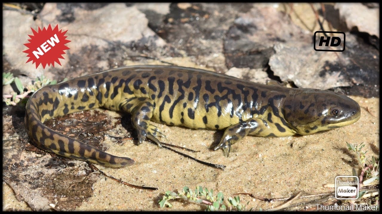 Eastern Tiger Salamander Care and Setup - YouTube