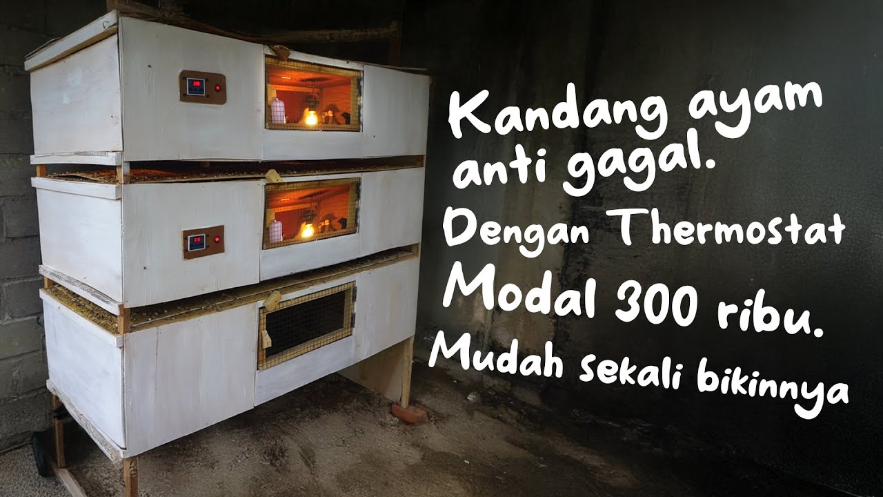 BIKIN KANDANG AYAM DOC MODEL APARTEMEN 3 LANTAI DENGAN PENGONTROL SUHU THERMOSTAT MODAL 300 RIBU